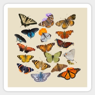 New England Butterflies Sticker